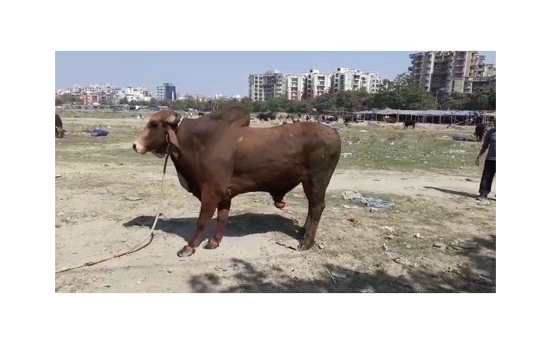 Nandi baba Penis infection,...