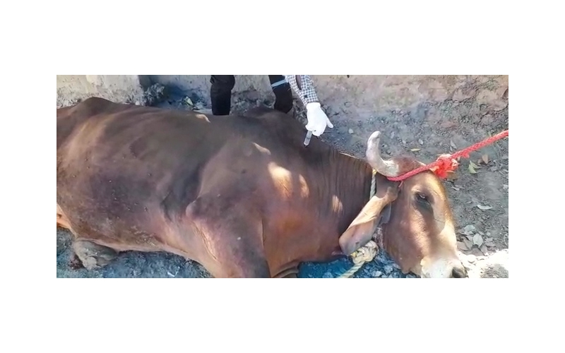 Nandi baba Penis infection,...