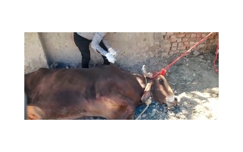 Nandi baba Penis infection,...