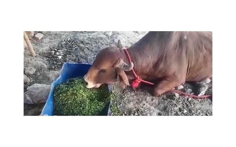 Nandi baba Penis infection,...