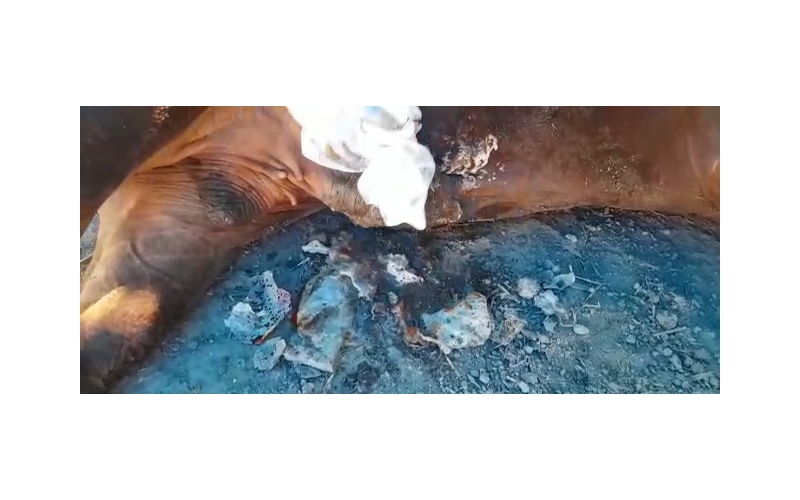 Nandi baba Penis infection,...