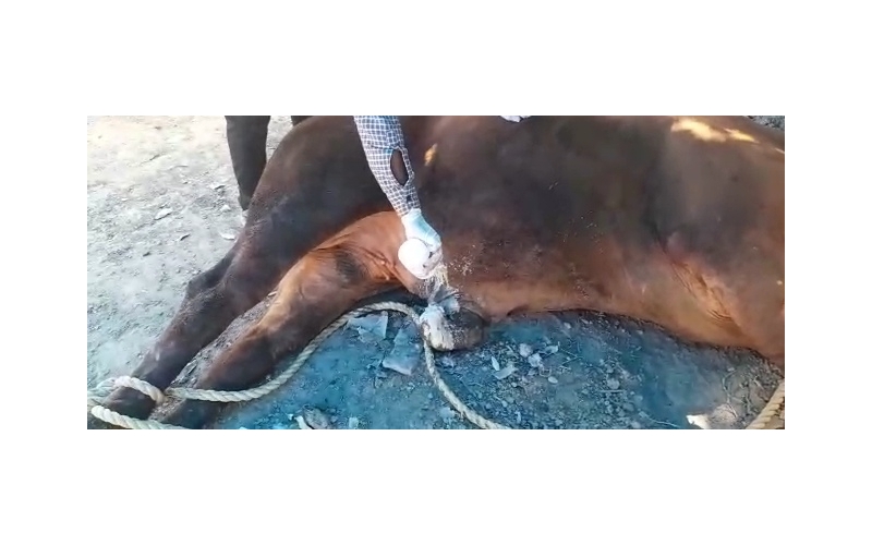 Nandi baba Penis infection,...