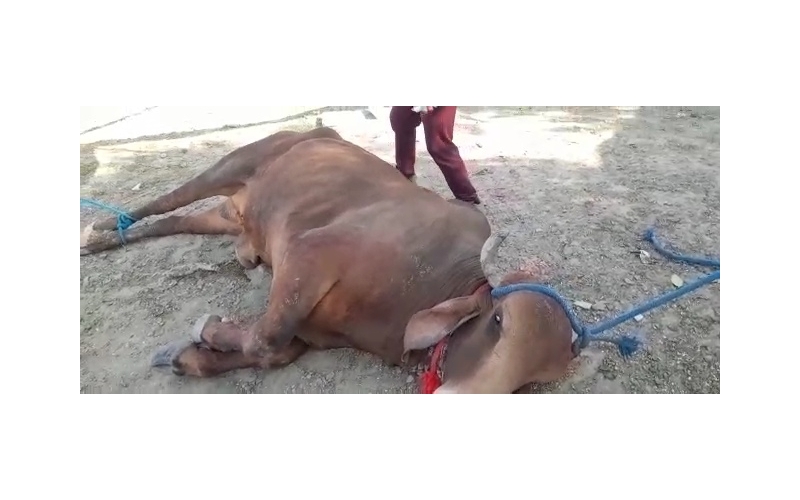 Nandi baba Penis infection,...