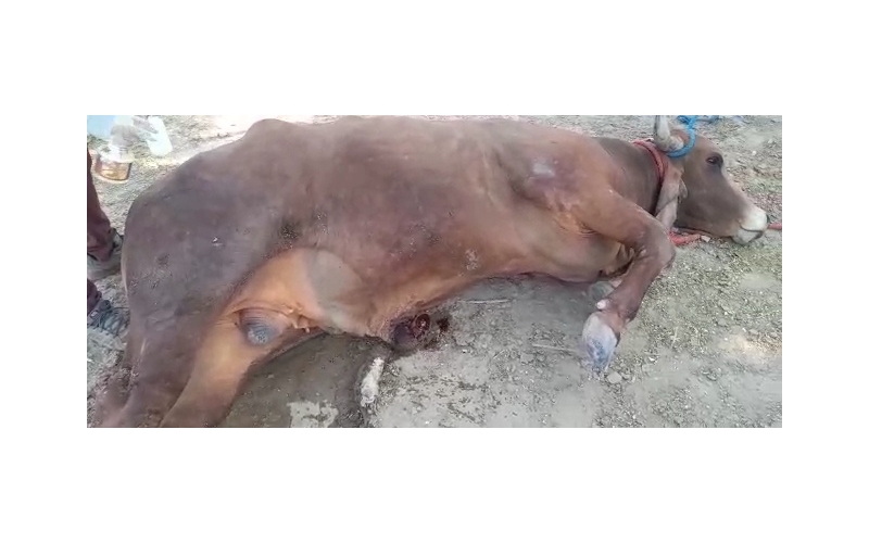 Nandi baba Penis infection,...