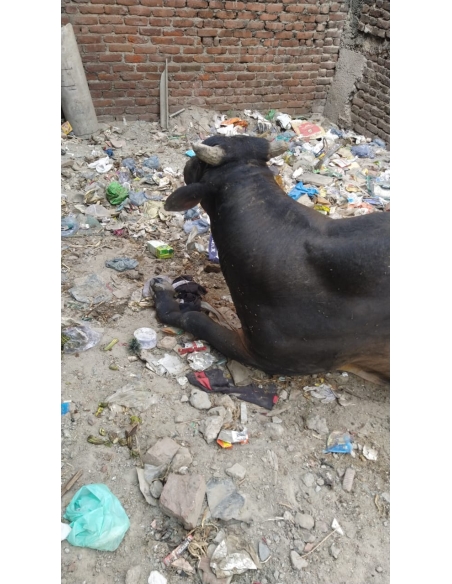 Leg Fractured Nandi baba- Sector 45 Noida