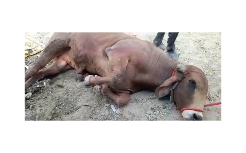 Nandi baba Penis infection,...