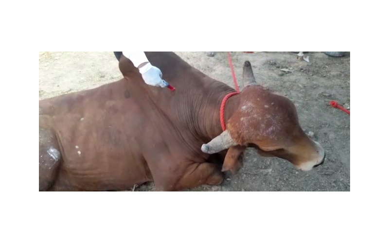 Nandi baba Penis infection,...