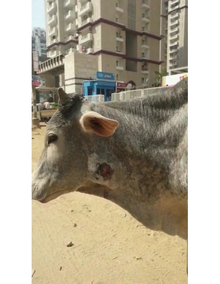 Gaumata baby face puss infected wound- greater noida