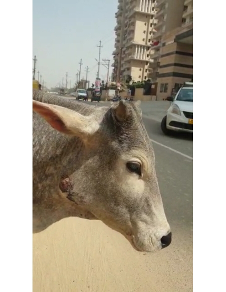 Gaumata baby face puss infected wound- greater noida