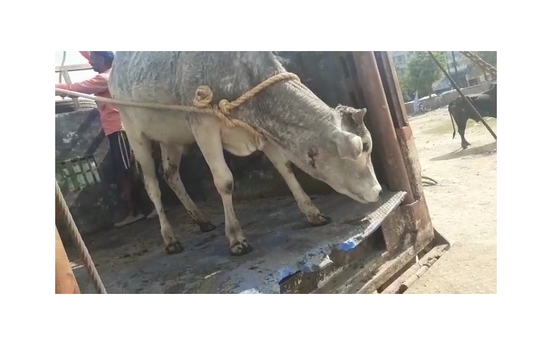 Gaumata baby face puss infected... Gaumata baby face puss infected...