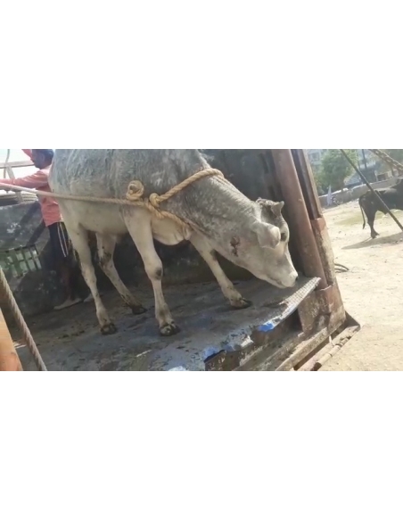 Gaumata baby face puss infected wound- greater noida