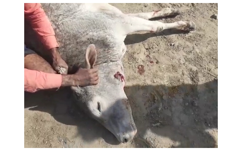 Gaumata baby face puss infected... Gaumata baby face puss infected...
