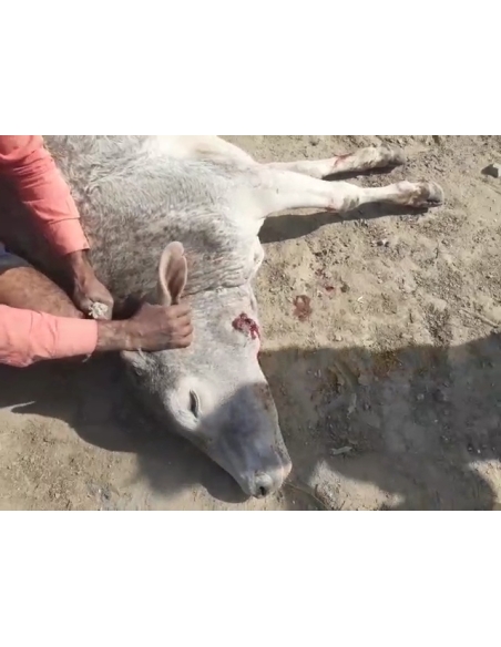 Gaumata baby face puss infected wound- greater noida