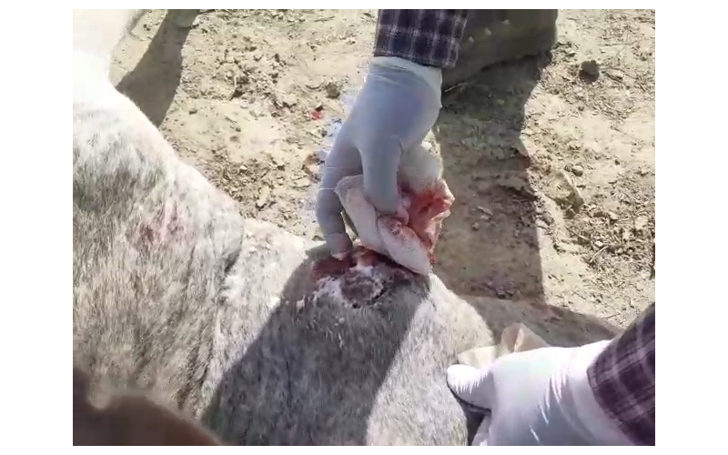 Gaumata baby face puss infected... Gaumata baby face puss infected...