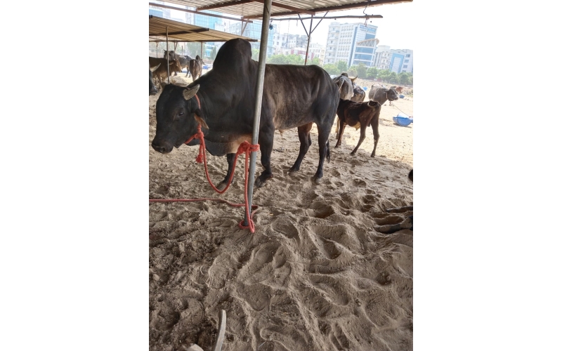 Leg Fractured Nandi baba- Sector 45... Leg Fractured Nandi baba- Sector 45...