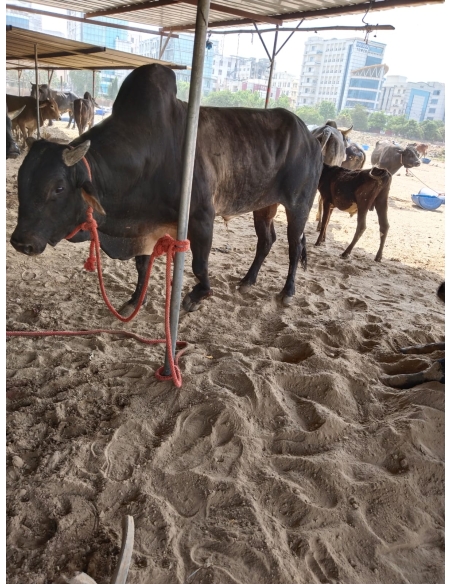 Leg Fractured Nandi baba- Sector 45 Noida