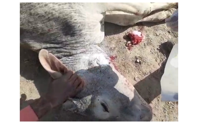 Gaumata baby face puss infected... Gaumata baby face puss infected...