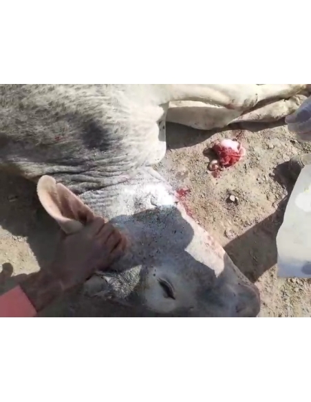 Gaumata baby face puss infected wound- greater noida