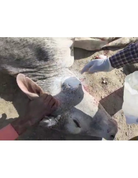 Gaumata baby face puss infected wound- greater noida