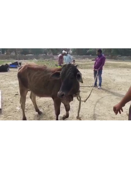 Gaumata baby fractured leg , greater noida