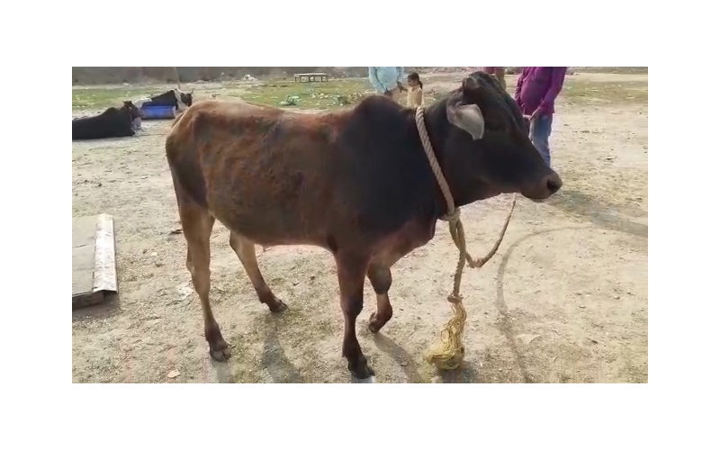 Gaumata baby fractured leg , greater...