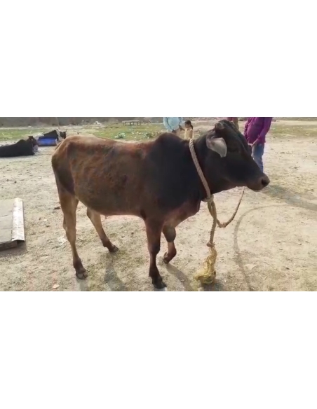 Gaumata baby fractured leg , greater noida