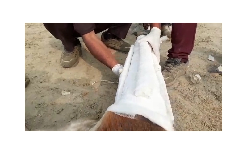 Gaumata baby fractured leg , greater...