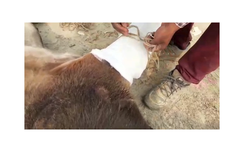 Gaumata baby fractured leg , greater...