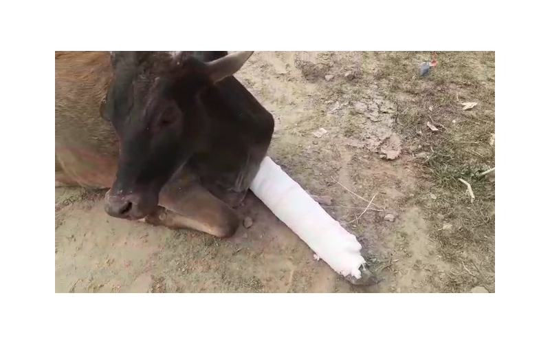Gaumata baby fractured leg , greater...