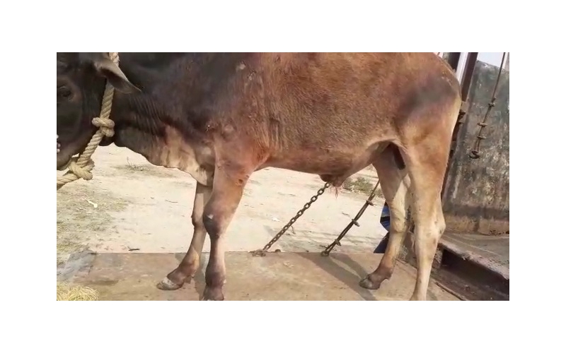 Gaumata baby fractured leg , greater...