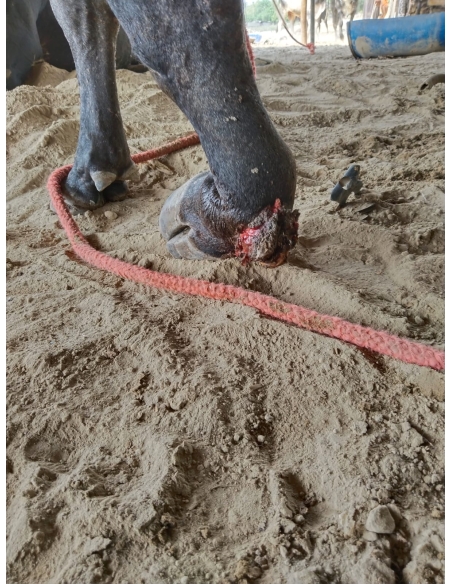 Leg Fractured Nandi baba- Sector 45 Noida