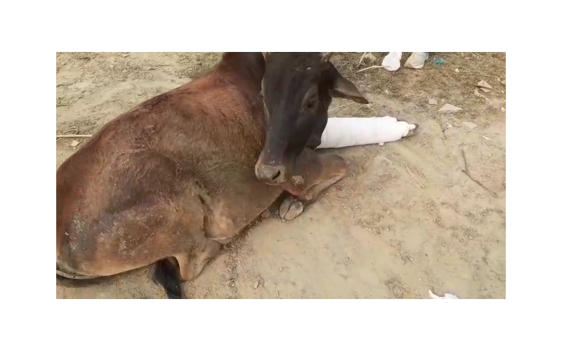 Gaumata baby fractured leg , greater...