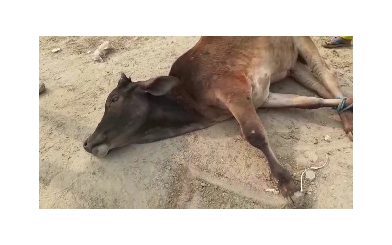 Gaumata baby fractured leg , greater...