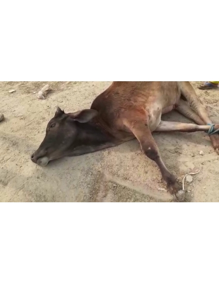 Gaumata baby fractured leg , greater noida