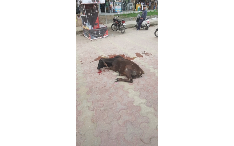 Gaumata,  wounded - hit and run... Gaumata,  wounded - hit and run...