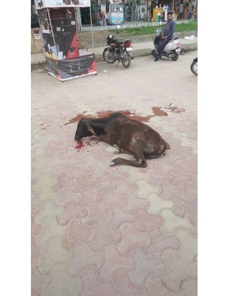 Gaumata,  wounded - hit and run accident- sector 78 noida
