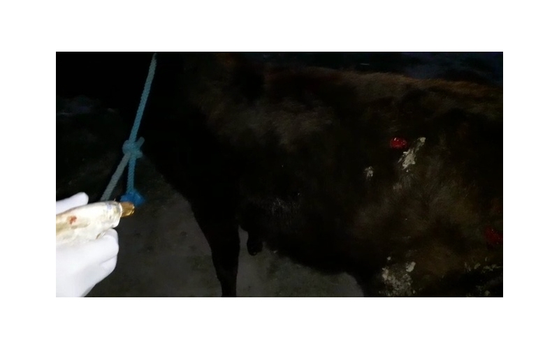 Gaumata,  wounded - hit and run... Gaumata,  wounded - hit and run...