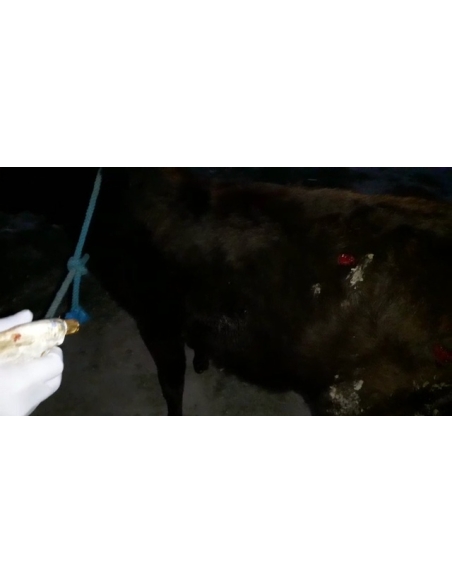Gaumata,  wounded - hit and run accident- sector 78 noida