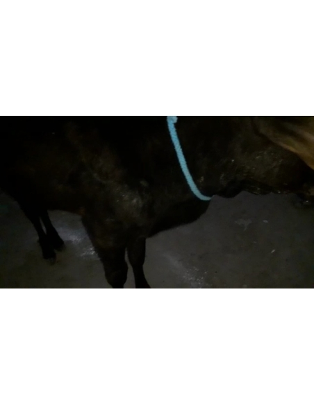 Gaumata,  wounded - hit and run accident- sector 78 noida