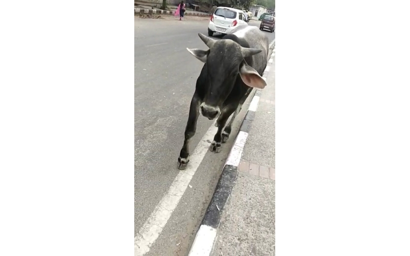 Nandi baba Fractured leg- hit and run... Nandi baba Fractured leg- hit and run...