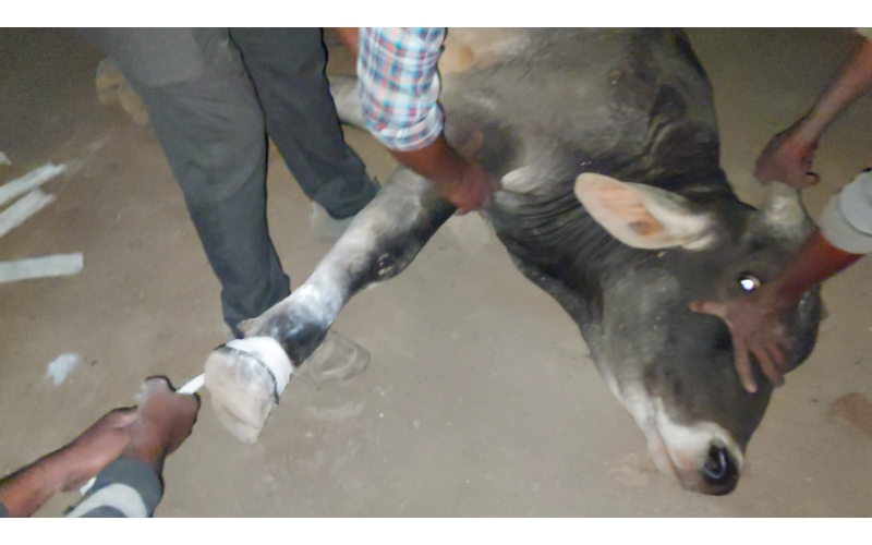 Nandi baba Fractured leg- hit and run... Nandi baba Fractured leg- hit and run...