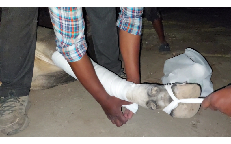 Nandi baba Fractured leg- hit and run... Nandi baba Fractured leg- hit and run...