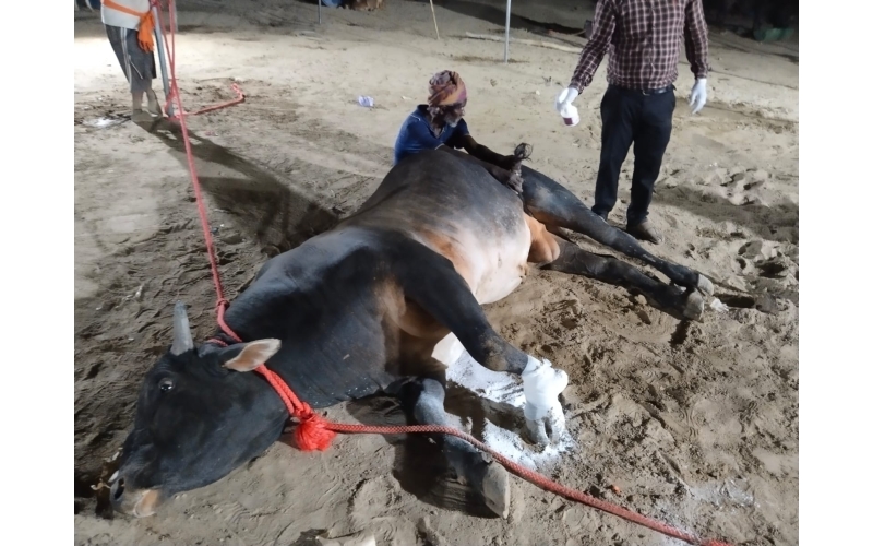 Leg Fractured Nandi baba- Sector 45... Leg Fractured Nandi baba- Sector 45...