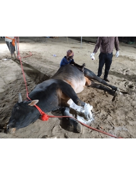 Leg Fractured Nandi baba- Sector 45 Noida