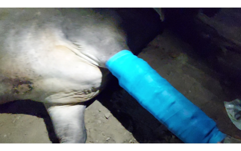 Nandi baba Fractured leg- hit and run... Nandi baba Fractured leg- hit and run...