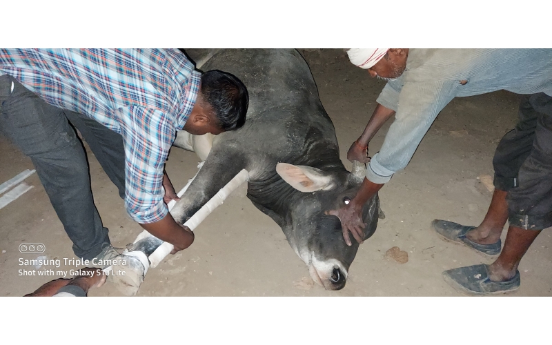 Nandi baba Fractured leg- hit and run... Nandi baba Fractured leg- hit and run...