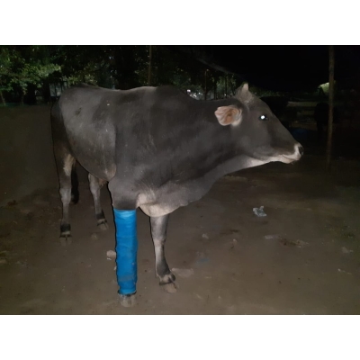Nandi baba Fractured leg-...