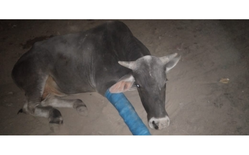 Nandi baba Fractured leg- hit and run... Nandi baba Fractured leg- hit and run...