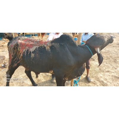 Mahadev Nandi, Acid...