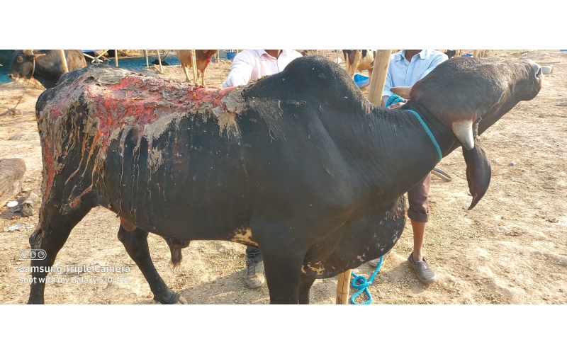 Mahadev Nandi, Acid Attacked and Far...